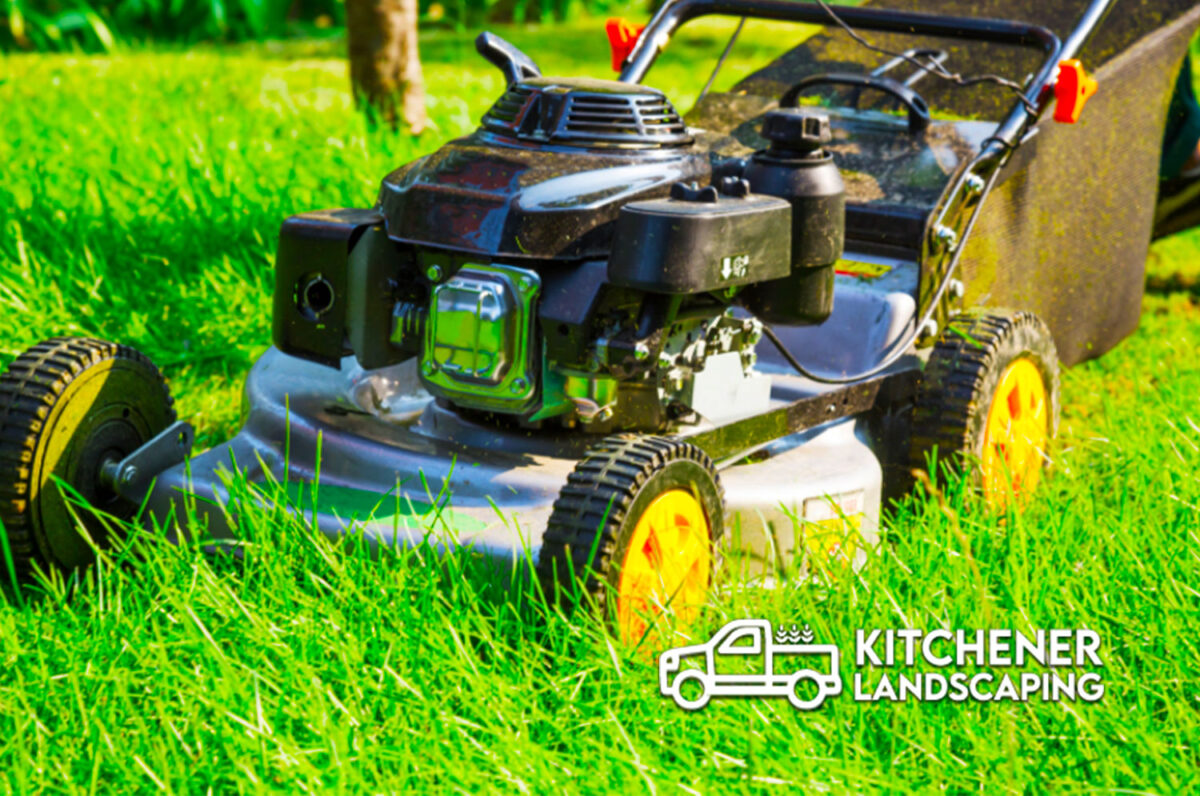 Lawn Care Kitchener Succulent Kitchener Landscaping